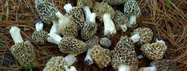 Looking for a “fun-guy”~ Mushrooms