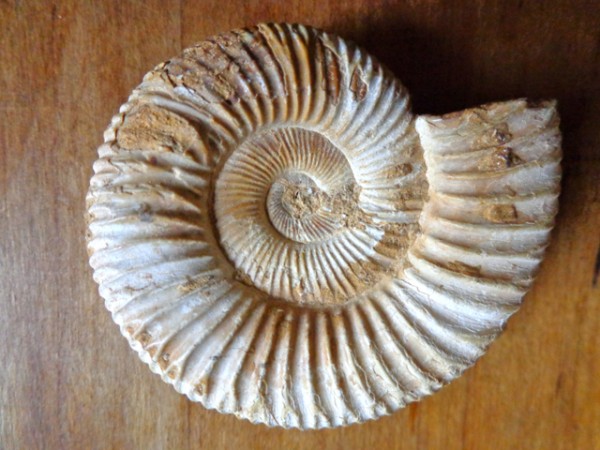 Ammonite-fossil
