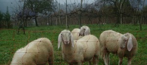 Pecora--Sheep--at the Agriturismo San Michele, Vicenza, Italy