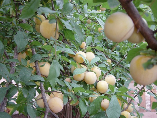 Day 23 Photo- the trees laden with plums in the backyard.