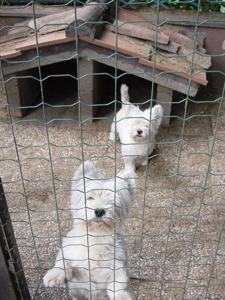 Day 9 Photo-Crazy and Cochise. Please tell me which is which!